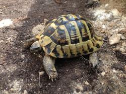 Testudo hermanni boettgeri