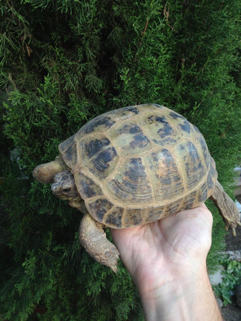 Carapace de tortue - Taille moyenne