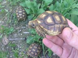 Centrochelys sulcata