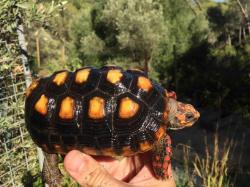 C. carbonaria