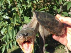 Claudius angustatus