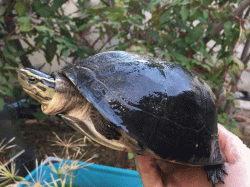 Cuora amboinensis