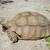 Centrochelys sulcata femelle