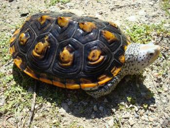 Malaclemys terrapin