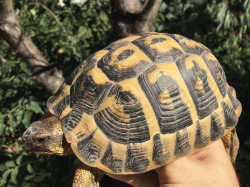 Femelle varoise