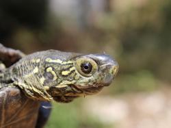 Mauremys reevesi