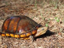 Kinosternon leucostonum