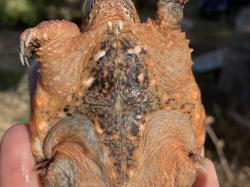 Chelydra serpentina hypo