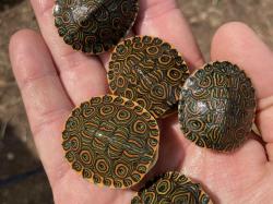 Trachemys venusta high colors