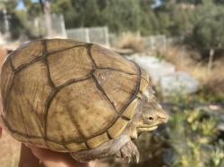 KINOSTERNON FLAVESCENS