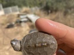 Malaclemys terrapin terrapin