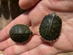 Deirochelys r.