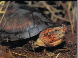 L'élevage des tortues aquatiques