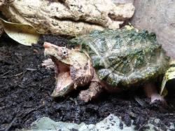 Macrochelys temmincki hypomélanique