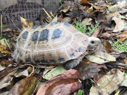 Indotestudo elongata