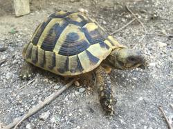 Testudo hermanni boettgeri