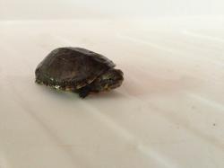 Kinosternon cruentatum