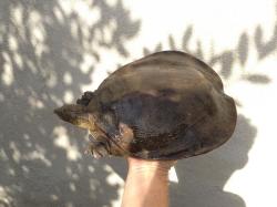 Cyclanorbis senegalensis