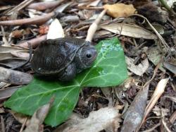 Malaclemys terrapin