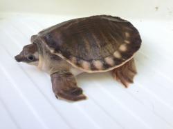 Carettochelys insculpta
