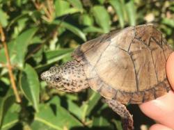Sternotherus carinatus
