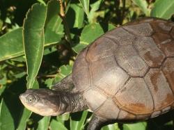 Pelomedusa subrufa