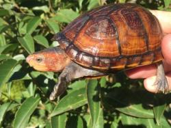 Kinosternon cruentatum