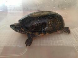 Sternotherus odoratus