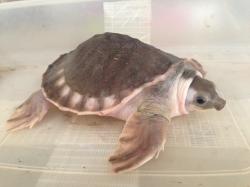 Carettochelys insculpta