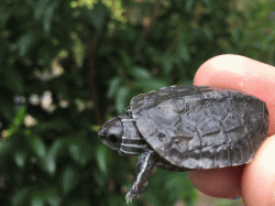 Mauremys rivulata