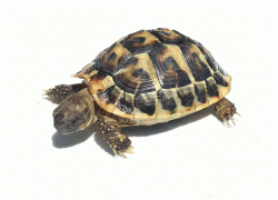 Testudo hermanni