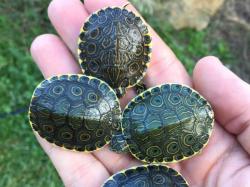Trachemys venusta
